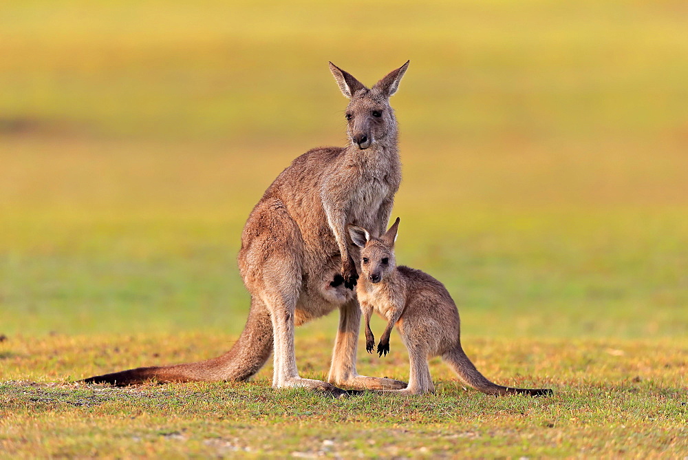 Eastern giant grey kangaroo (Macropus giganteus), adult, female, mother with young, in a meadow, Maloney Beach, New South Wales, Australia, Oceania