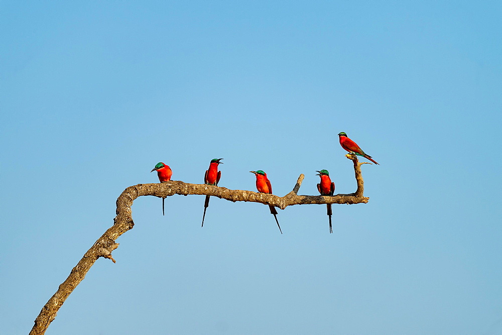 Crimson pints (Merops nubicoides) sitting on branch, Zambia, Africa