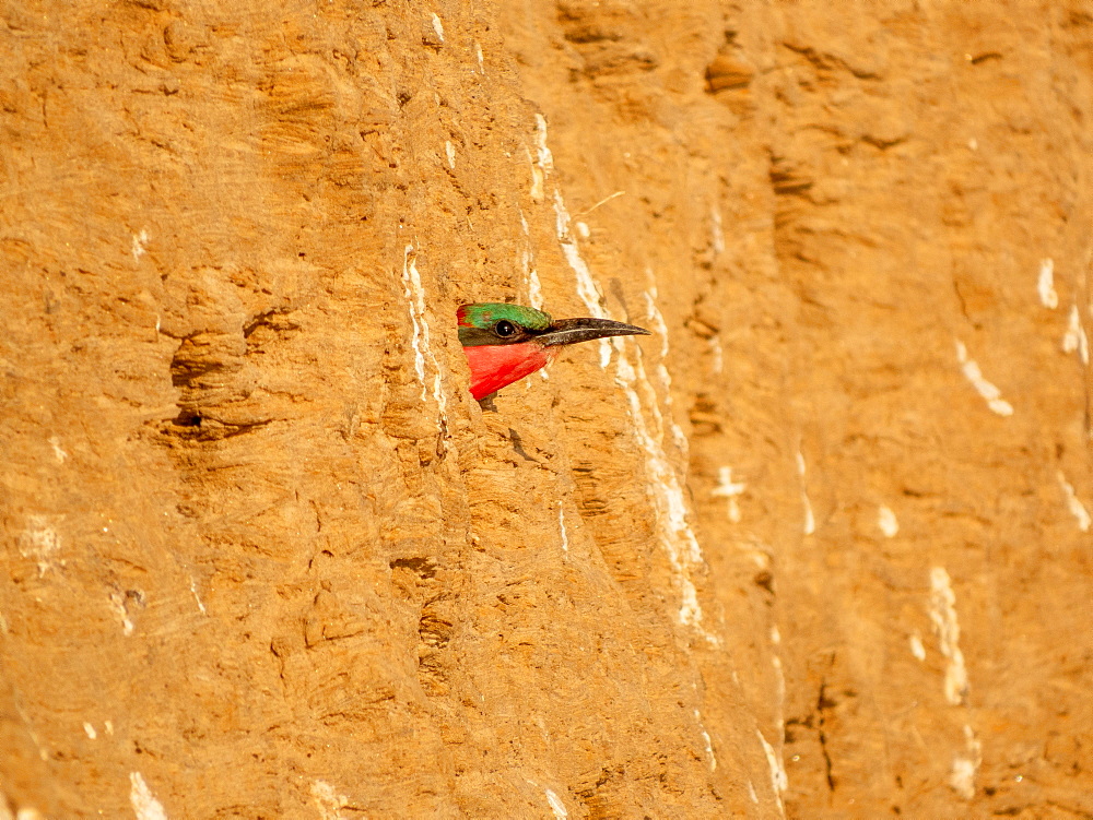 Southern carmine bee-eater (Merops nubicoides), Crimson pint looking out of breeding cave, Zambia, Africa