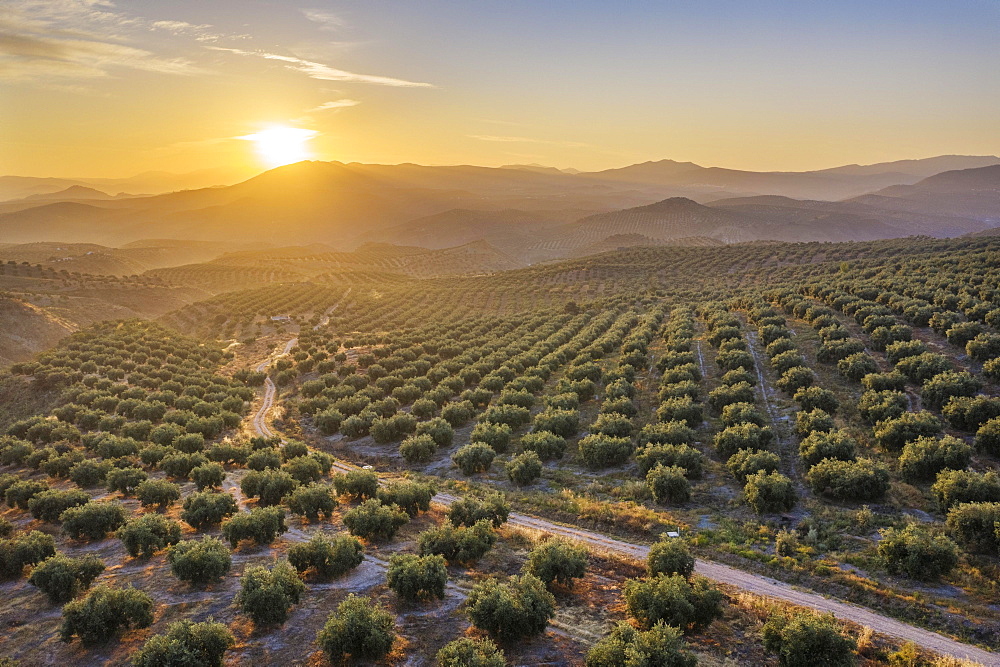 Cultivated olive trees (Olea europaea) at sunrise, aerial view, drone shot, Cordoba province, Andalusia, Spain, Europe