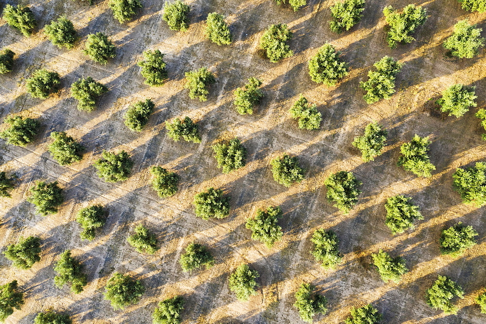 Cultivated olive trees (Olea europaea), aerial view, drone shot, Cordoba province, Andalusia, Spain, Europe