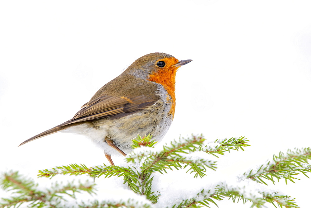 European robin (Erithacus rubecula), sitting on a spruce tree in winter, Terfens, Tyrol, Austria, Europe