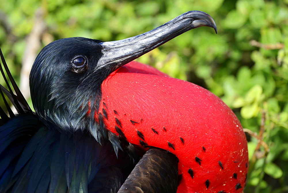 Great Frigatebird (Fregata minor), male, with inflated throat pouch, portrait, Genovesa Island, Galapagos, Ecuador, South America