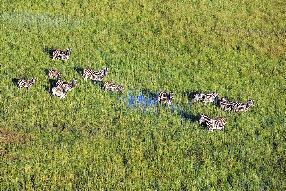 Aerial view of Burchell's zebras (Equus burchellii) grazing in the Okavango Delta, Botswana, Africa