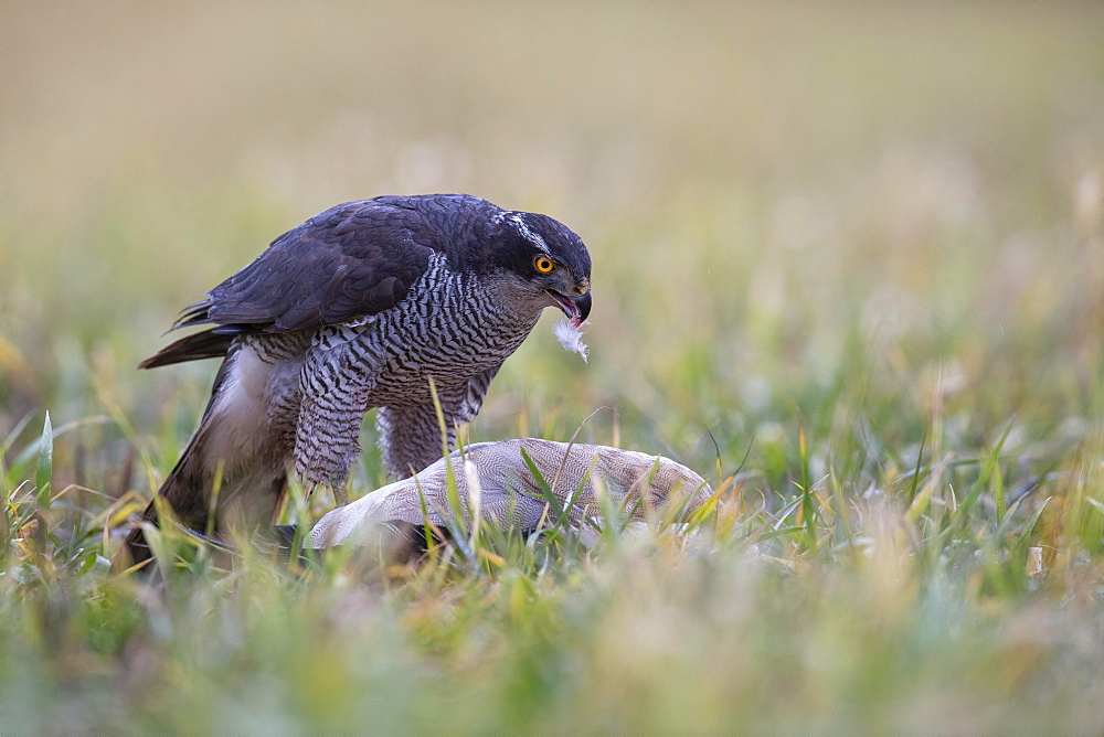 Northern goshawk (Accipiter gentilis) crows Egyptian goose (Alopochen aegyptiaca), Bitburg, Rhineland-Palatinate, Steinborn