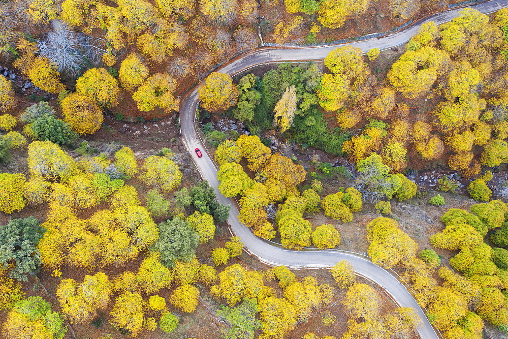 Sweet chestnut trees (Castanea sativa) in autumnal colours, aerial view, drone shot, Genal river valley, Malaga province, Andalusia, Spain, Europe