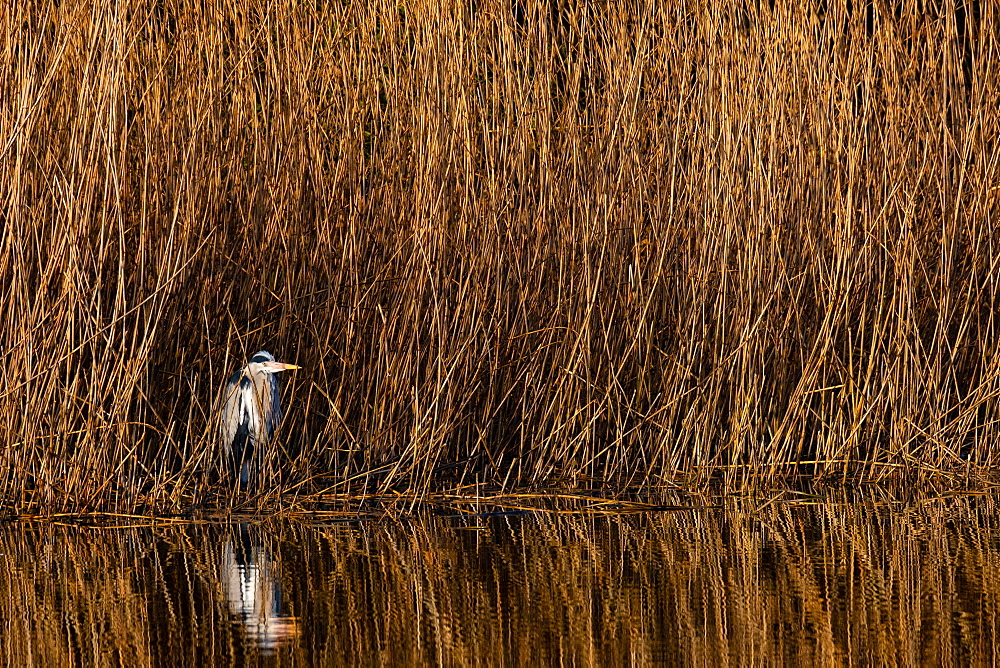 A grey heron (Ardea cinerea) stands at the reed edge in the sun, North Rhine-Westphalia, Germany, Europe