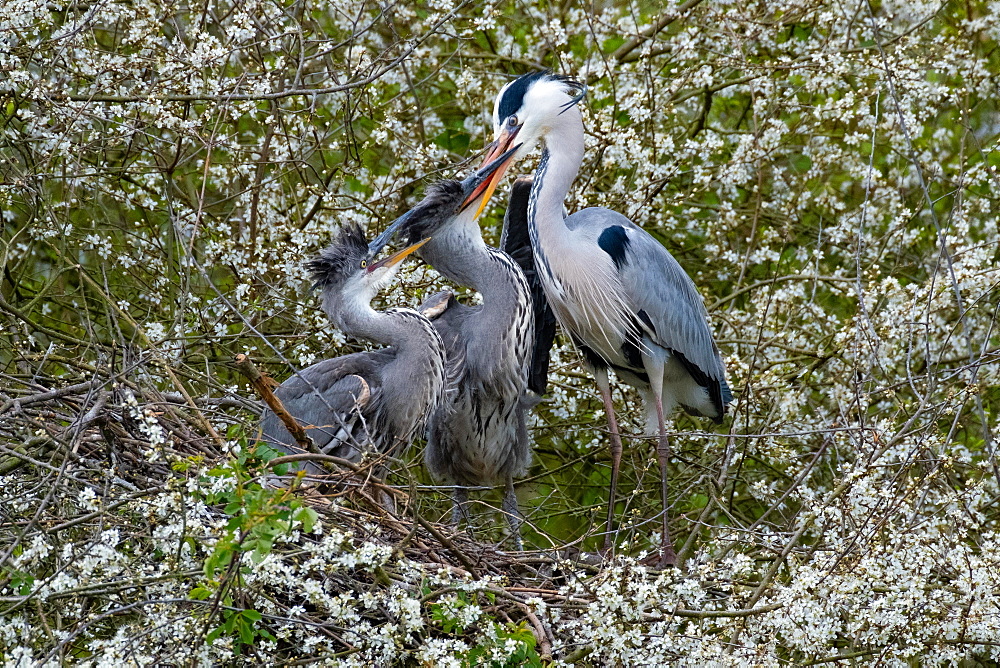 A Grey heron (Ardea cinerea) feeding its offspring, North Rhine-Westphalia, Germany, Europe