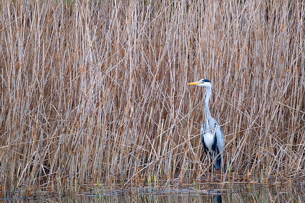 A grey heron (Ardea cinerea) on the edge of a reed, North Rhine-Westphalia, Germany, Europe