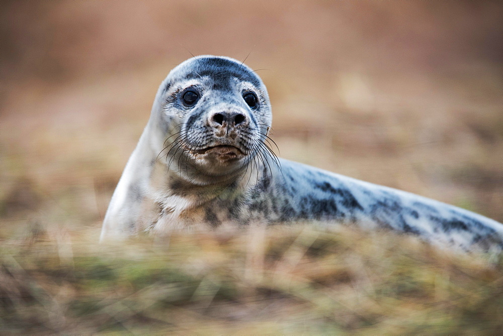 Gray Seal puppy (Halichoerus grypus), Donna Nook Gray Seal Colony, England, Europe