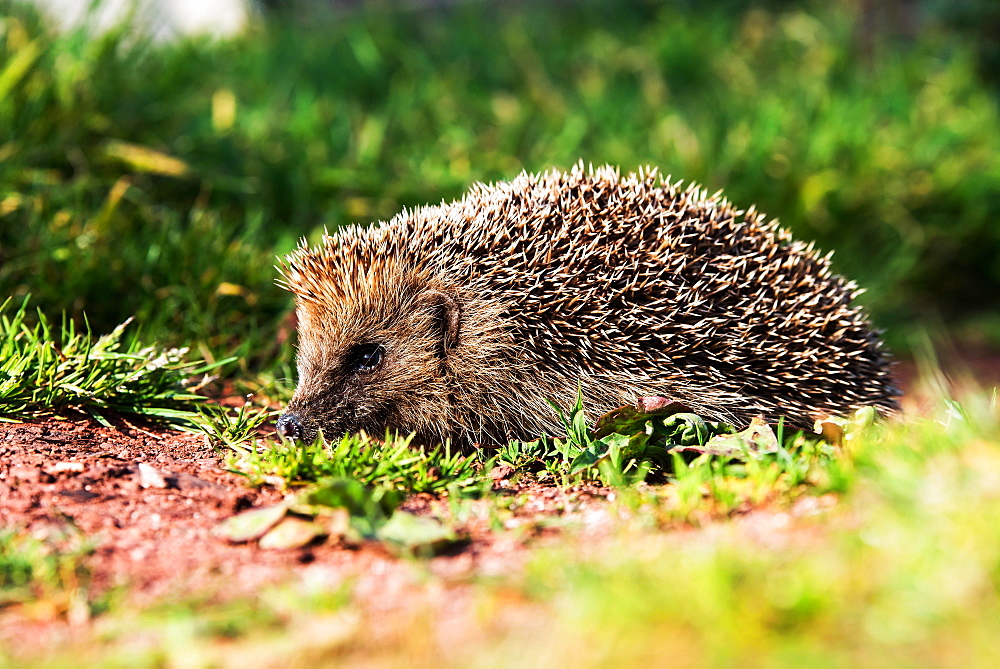 European Hedgehog, Common Hedgehog, Hedgehog, Erinaceus europaeus, Devon, England, Great Britain