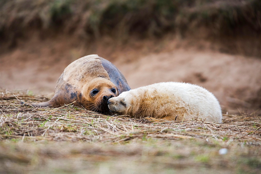 Mother with baby, Grey Seals (Halichoerus grypus), Donna Nook Gray Seal Colony, England, Europe