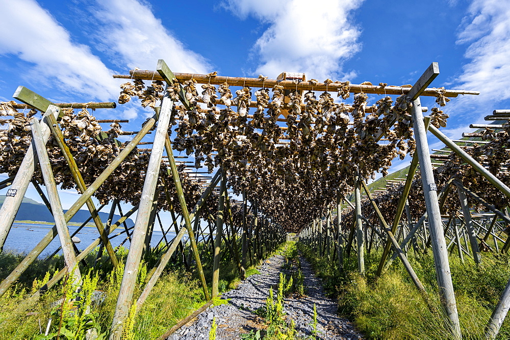 Cod heads drying on wooden rack, Lofoten, Norway, Europe