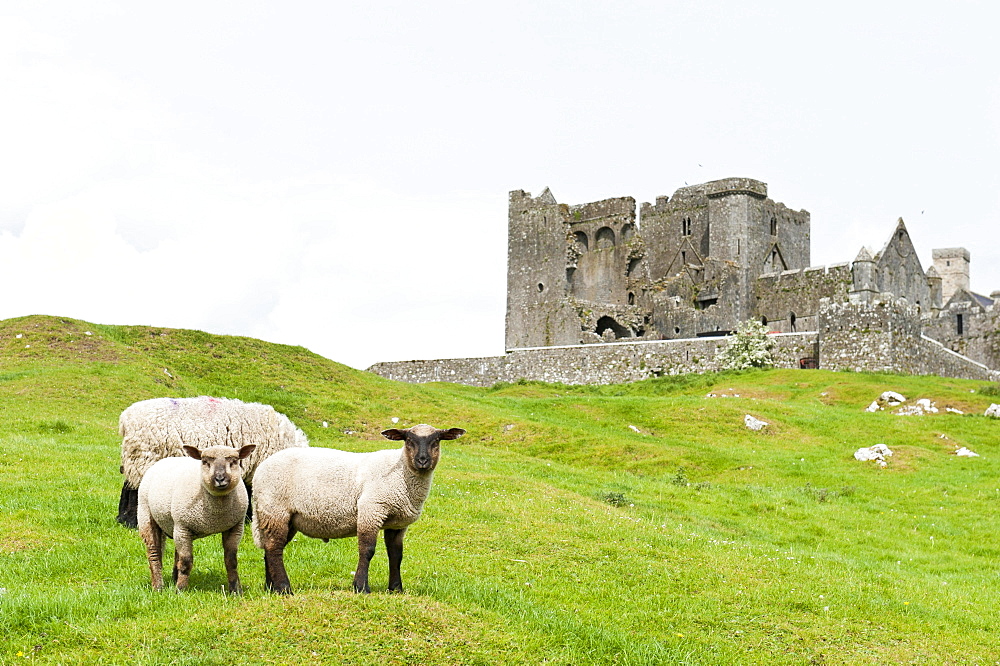 Grazing land for sheep, medieval castle and church ruins of St. Patrick's Cathedral, Rock of Cashel, County Tipperary, Ireland, Europe