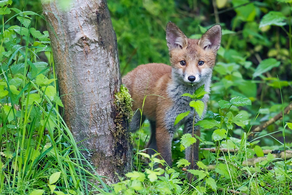 Red fox (Vulpes vulpes), puppy, Hesse, Germany, Europe