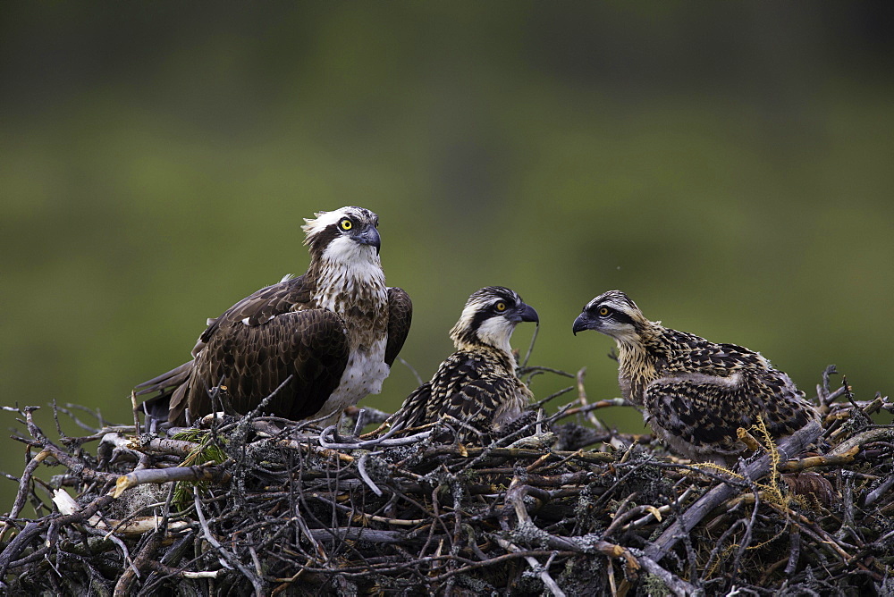 Western osprey (Pandion haliaetus) with two young birds on eyrie, Kainuu, Finland, Europe