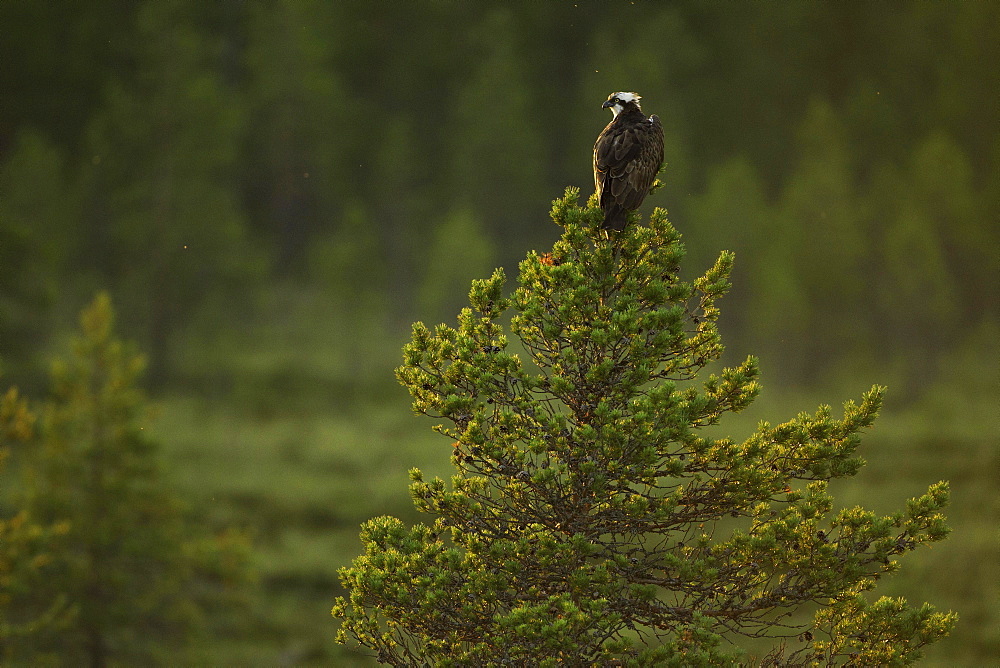 Western osprey (Pandion haliaetus) sitting on pine tree in moorland, Kainuu, Finland, Europe