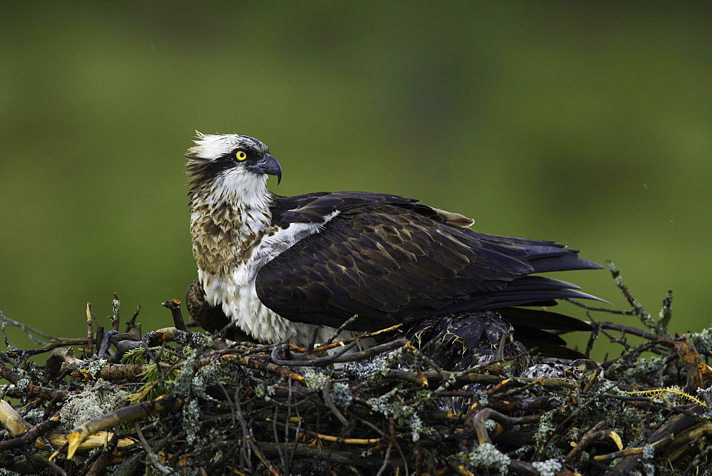 Western osprey (Pandion haliaetus) covering two young birds on eyrie, Kainuu, Finland, Europe