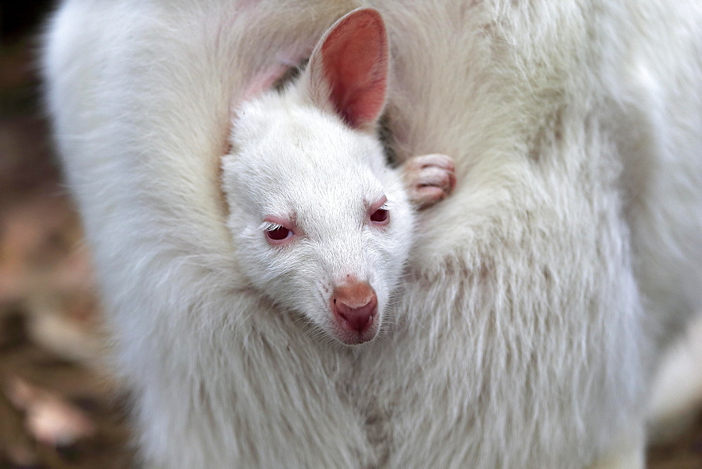 Red-necked wallaby (Macropus rufogriseus), Bennett's kangaroo, albino, juvenile, portrait, juvenile looking out of pouch, Cuddly Creek, South Australia, Australia, Oceania