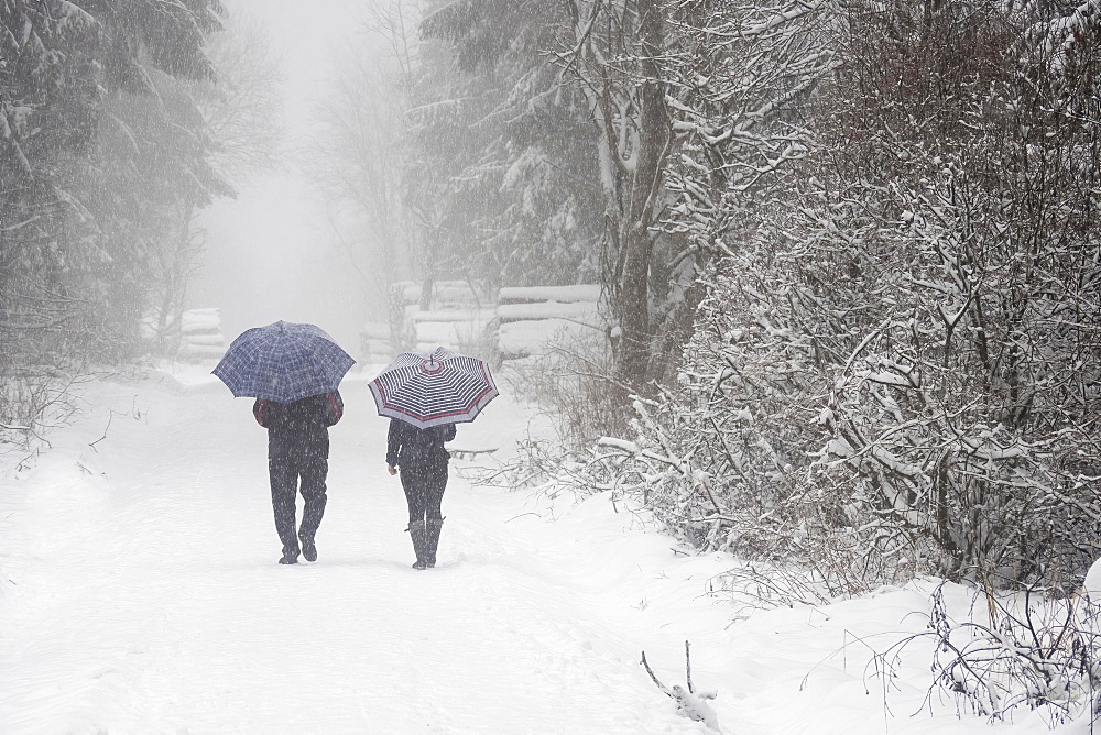 Stroller with umbrella in the forest in blowing snow, Hesse, Germany, Europe