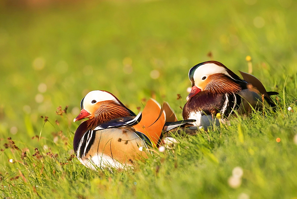 Mandarin ducks (Aix galericulata) in a meadow, pair of animals, Hesse, Germany, Europe