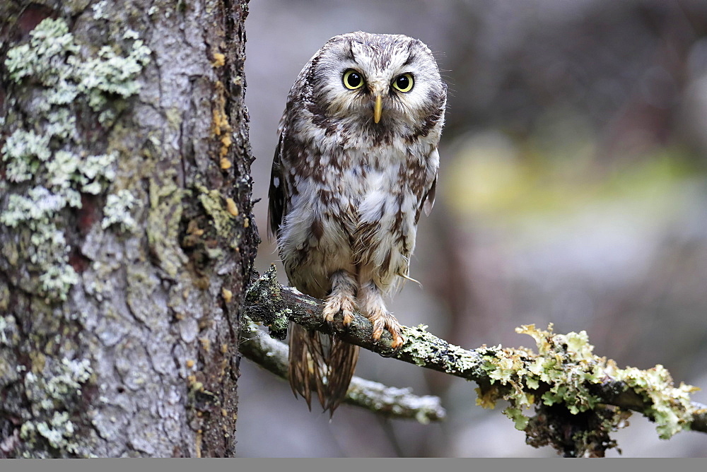 Tengmalm's owl (Aegolius funereus), adult, on tree, alert, Bohemian Forest, Czech Republic, Europe