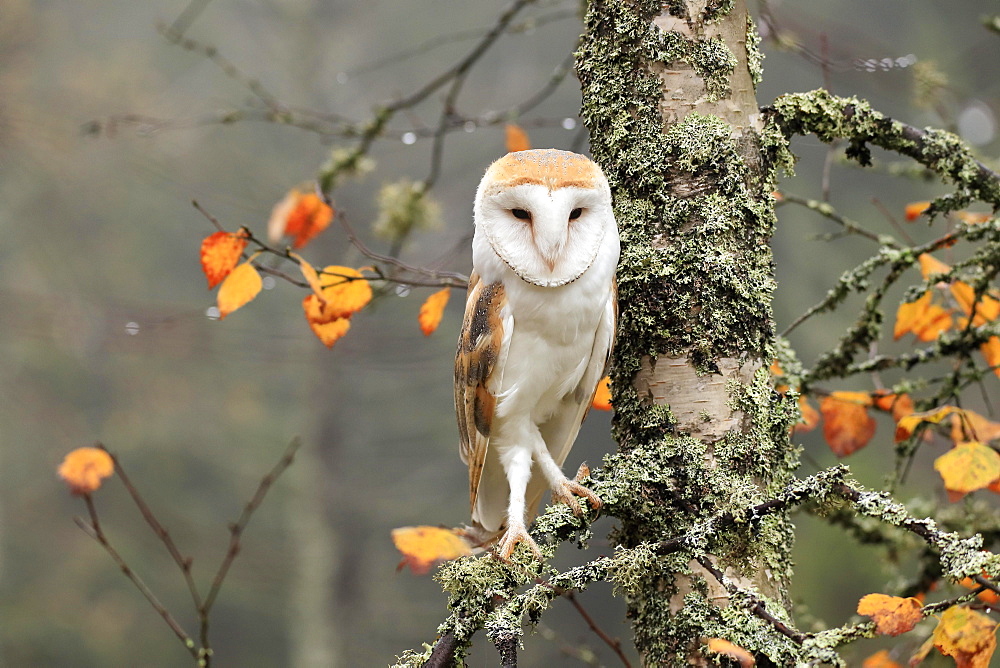 Common barn owl (Tyto alba), adult, alert, in autumn, on tree, Bohemian Forest, Czech Republic, Europe