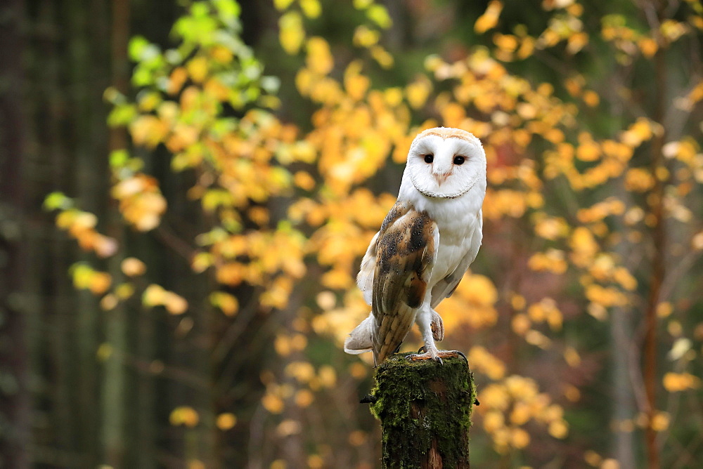 Common barn owl (Tyto alba), adult, alert, in autumn, waiting, Bohemian Forest, Czech Republic, Europe