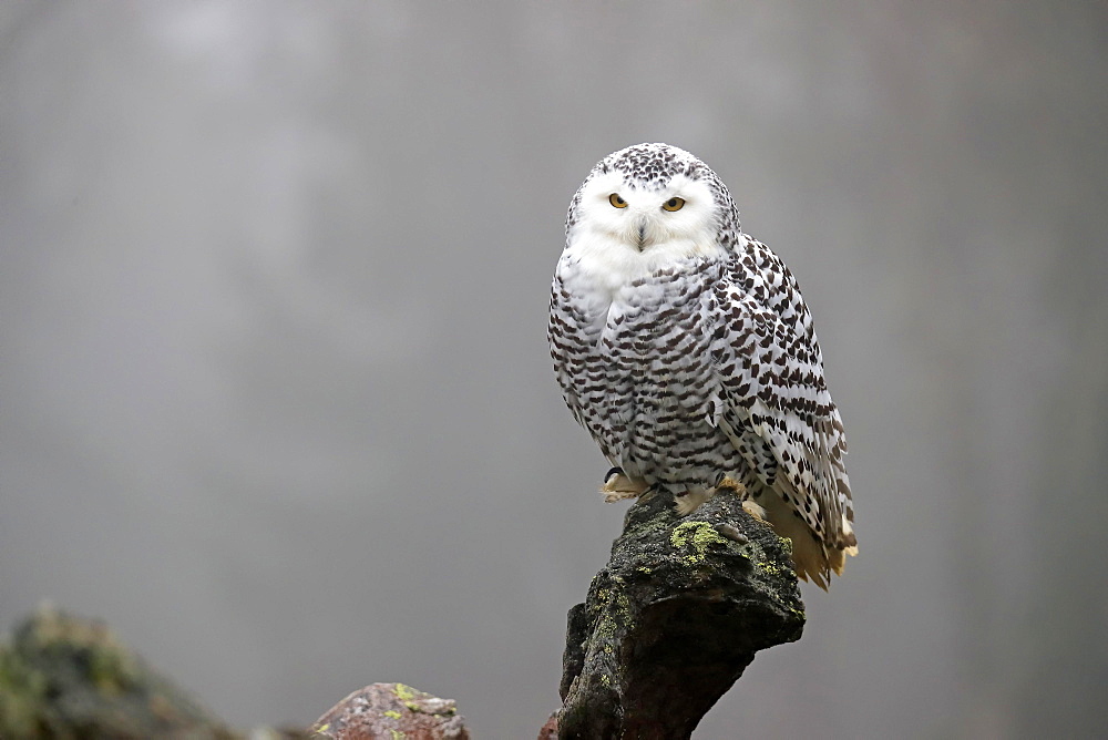 Snowy owl (Nyctea scandiaca), adult, alert, on tree trunk, in autumn, Bohemian Forest, Czech Republic, Europe