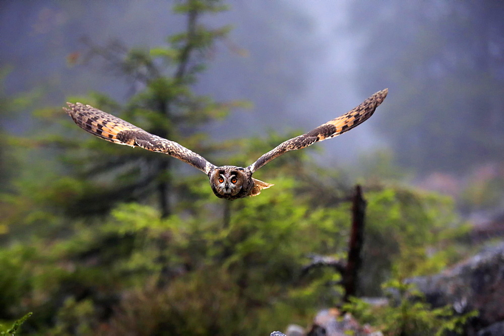 Long-eared owl (Asio otus), adult, flying, autumn, Bohemian Forest, Czech Republic, Europe