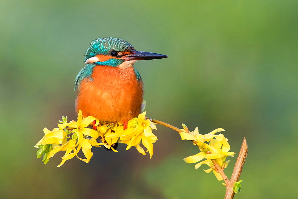 Common kingfisher (Alcedo atthis), male, sitting on forsythia branch, Hesse, Germany, Europe