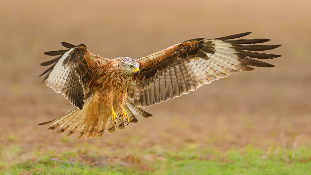 Red kite (Milvus milvus), in flight landing in a meadow, Extremadura, Spain, Europe