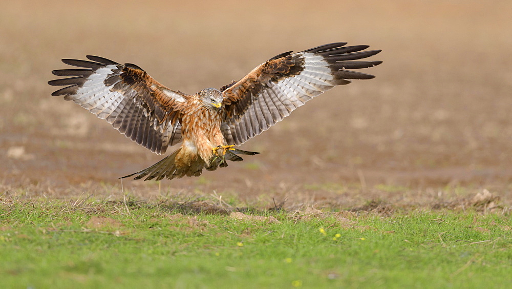 Red kite (Milvus milvus), in flight landing in a meadow, Extremadura, Spain, Europe