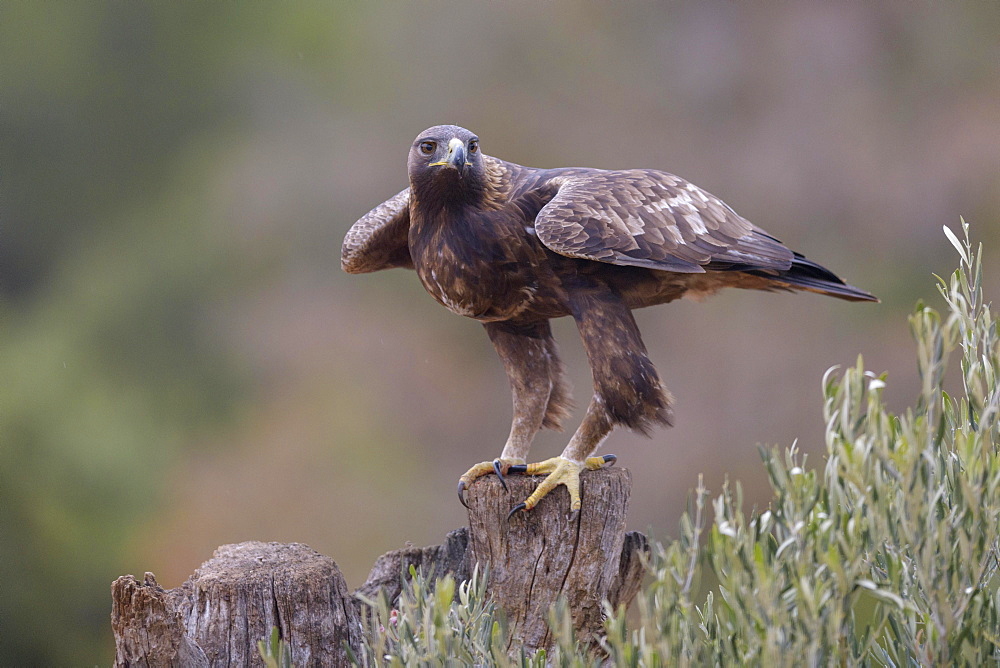 Golden eagle (Aquila chrysaetos), shortly in front of take-off from an olive tree stump, Extremadura, Spain, Europe