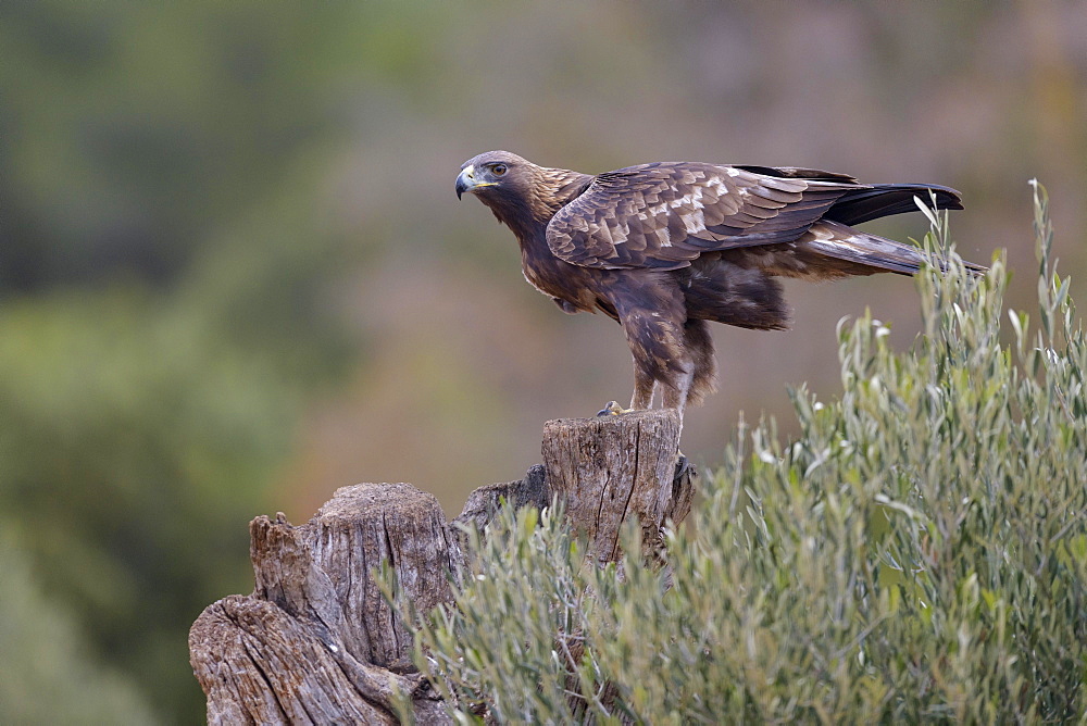 Golden eagle (Aquila chrysaetos), sitting on an olive tree stump, Extremadura, Spain, Europe