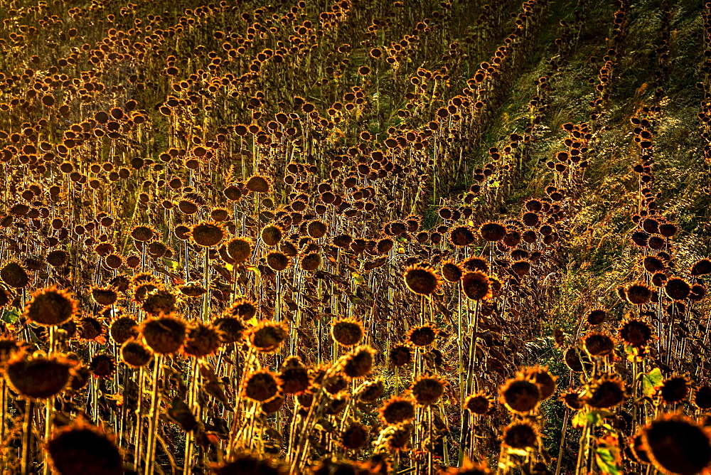 Field of faded sunflowers, Auvergne-Rhone-Alpes, France, Europe