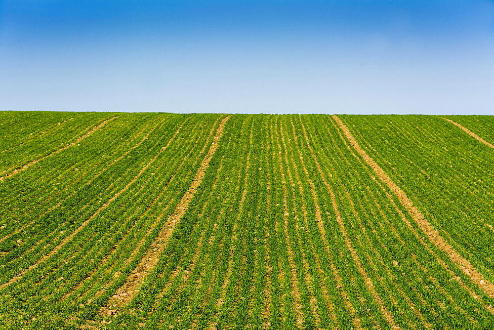 Field of young corn sprouts, Puy de Dome depatment, Auvergne-Rhone-Alpes, France, Europe