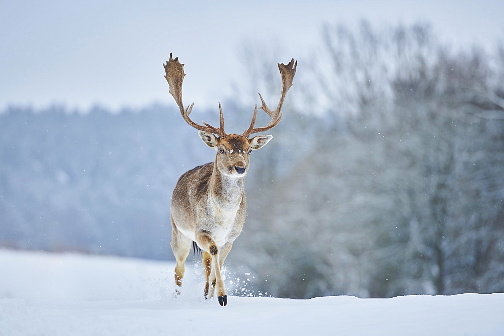 Fallow deer (Dama dama) stag running on a snowy meadow, Bavaria, Germany, Europe