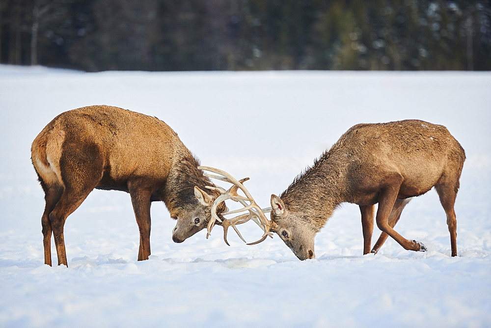 Red deer (Cervus elaphus) stags fighting on a snowy meadow, Bavaria, Germany, Europe