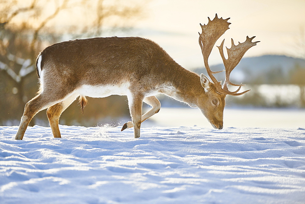 Fallow deer (Dama dama) stag on a snowy meadow, Bavaria, Germany, Europe