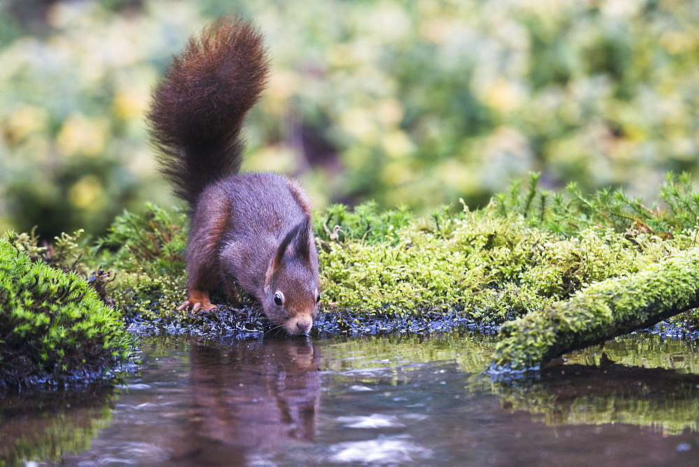 Eurasian red squirrel (Sciurus vulgaris), drinking, Emsland, Lower Saxony, Germany, Europe