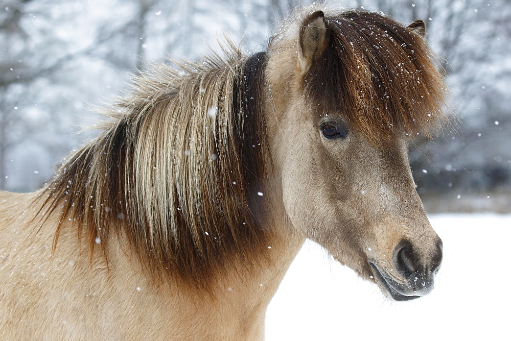 Icelandic horse (Equus islandicus), mare in snow, animal portrait in winter, Schleswig-Holstein, Germany, Europe