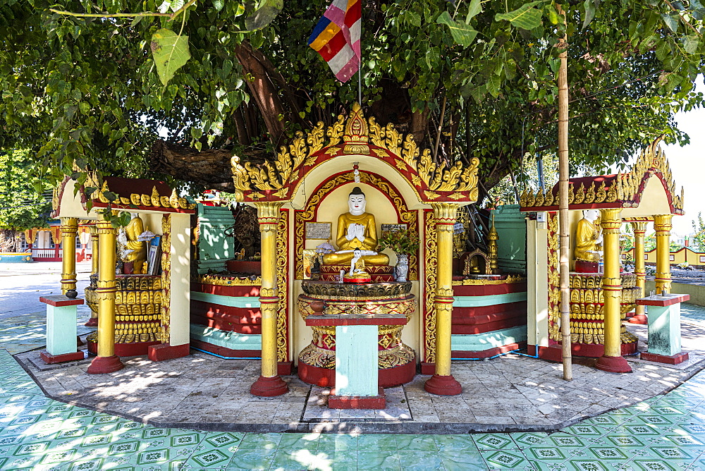 Buddha statues around a huge tree, Su taung pyi pagoda, Myitkyina, Kachin state, Myanmar, Asia