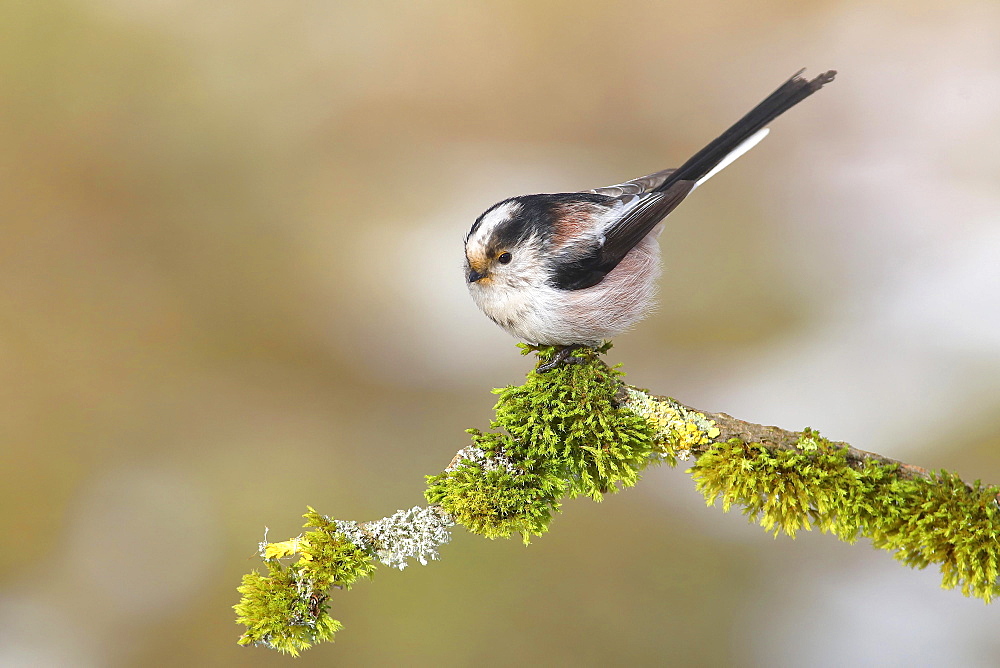 Long-tailed tit (Aegithalos caudatus), sitting on a branch covered with moss, Siegerland, North Rhine-Westphalia, Germany, Europe