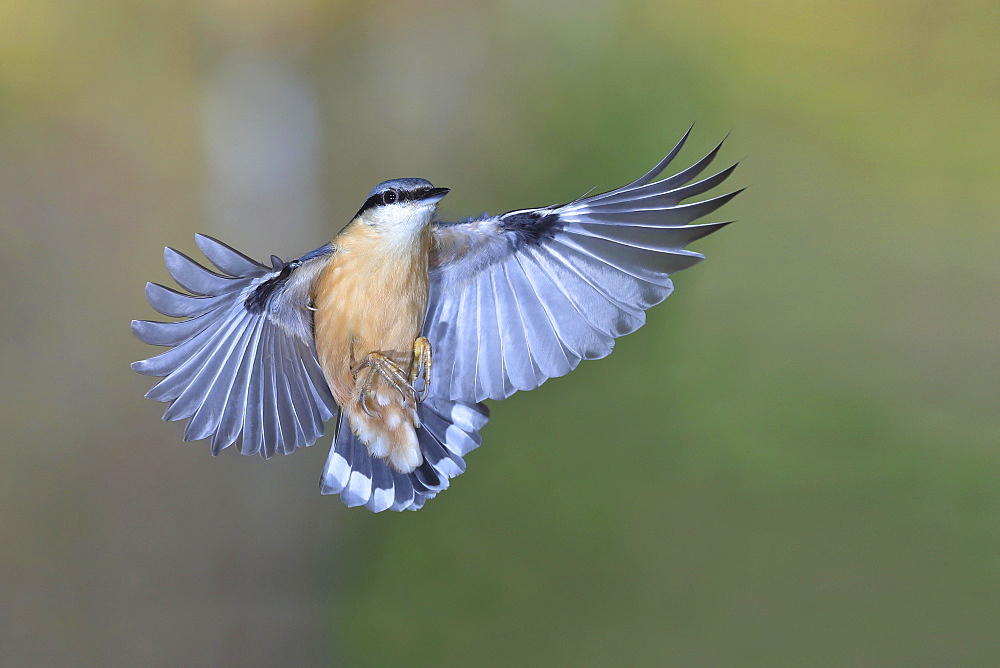 Eurasian nuthatch (Sitta europaea) in flight, North Rhine-Westphalia, Germany, Europe