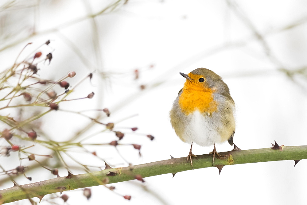 European robin (Erithacus rubecula) sitting on rosebush, Hesse, Germany, Europe