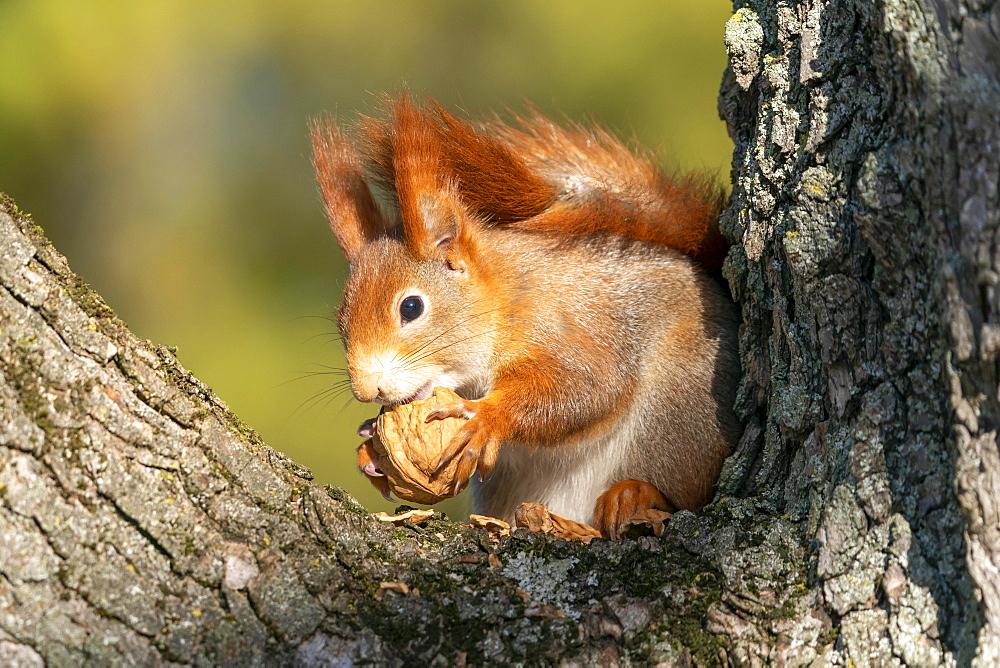 Squirrel (Sciurus vulgaris) foraging, wildlife, Germany, Europe