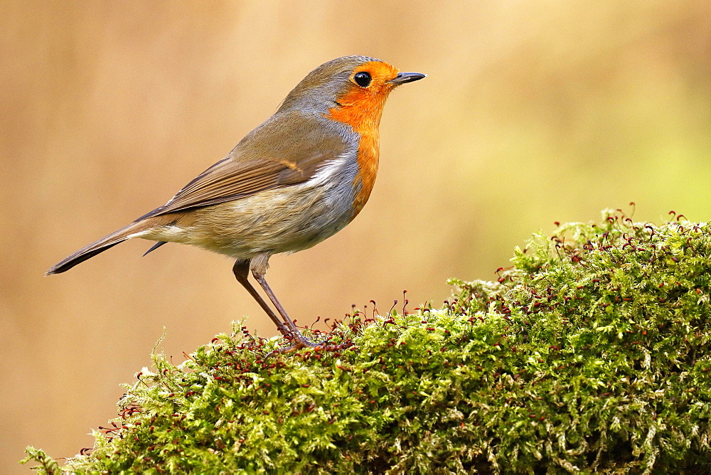 European robin (Erithacus rubecula) Schleswig-Holstein, Germany, Europe