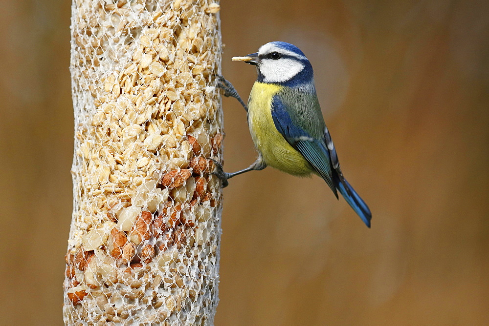 Blue tit (Parus caeruleus) at a feeding bag, winter feeding, Schleswig-Holstein, Germany, Europe