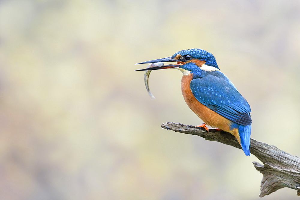 Common kingfisher (Alcedo atthis), with fish, Lower Saxony, Germany, Europe